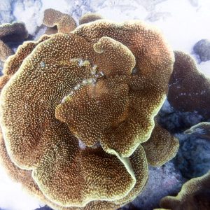  - Nouvelle-Calédonie, Bourail, La faille aux requins de Poé