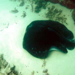  - Nouvelle-Calédonie, Bourail, La faille aux requins de Poé