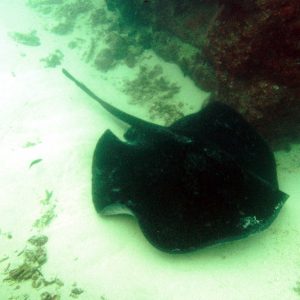  - Nouvelle-Calédonie, Bourail, La faille aux requins de Poé