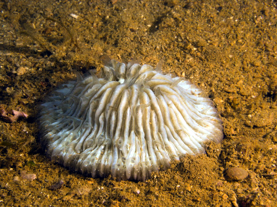 Corail dur