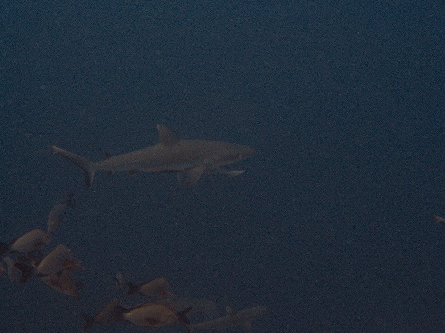 Carcharhinus amblyrhynchos