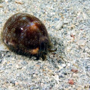 Mollusques &raquo; Gastéropode &raquo; Escargot marin