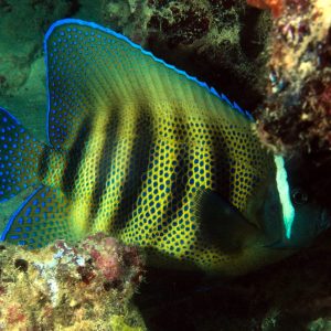Vertébrés &raquo; Poissons osseux &raquo; Poisson-ange &raquo; Pomacanthus sexstriatus