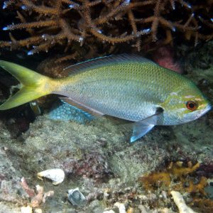 Vertébrés &raquo; Poissons osseux