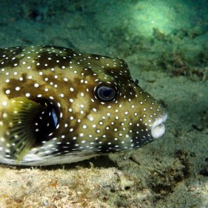 Vertébrés &raquo; Poissons osseux &raquo; Poisson-ballon &raquo; Arothron hispidus