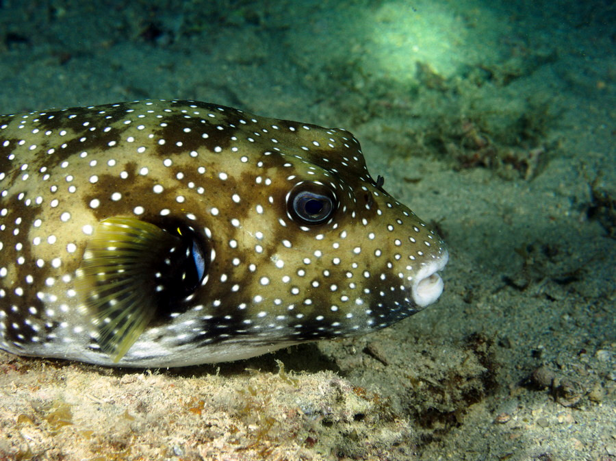 Arothron hispidus