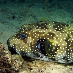Vertébrés &raquo; Poissons osseux &raquo; Poisson-ballon &raquo; Arothron hispidus