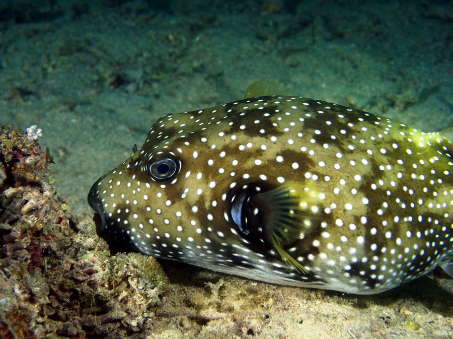 Arothron hispidus