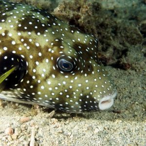 Vertébrés &raquo; Poissons osseux &raquo; Poisson-ballon &raquo; Arothron hispidus