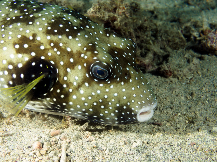 Arothron hispidus