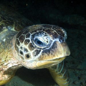 Vertébrés &raquo; Tortue marine &raquo; Chelonia mydas (tortue verte)