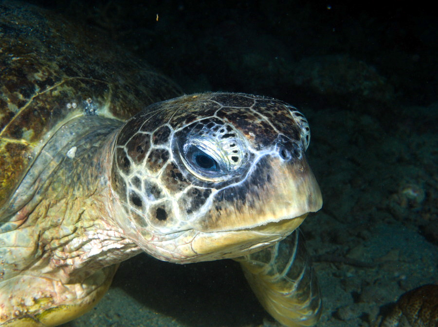 Chelonia mydas (tortue verte)