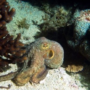 Mollusques &raquo; Céphalopode &raquo; Poulpe