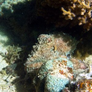 Mollusques &raquo; Céphalopode &raquo; Poulpe
