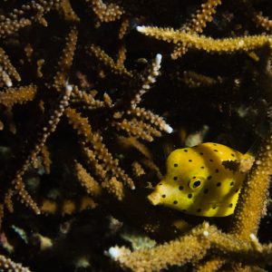 Vertébrés &raquo; Poissons osseux &raquo; Poisson-coffre &raquo; Ostracion cubicus