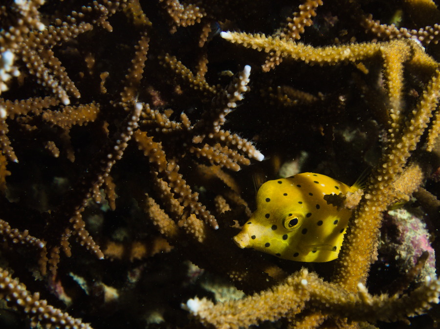 Ostracion cubicus
