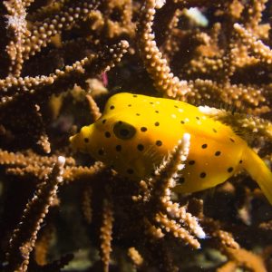 Vertébrés &raquo; Poissons osseux &raquo; Poisson-coffre &raquo; Ostracion cubicus