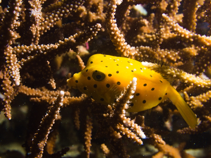 Ostracion cubicus