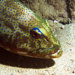 Vertébrés &raquo; Poissons osseux &raquo; Loche &raquo; Plectropomus leopardus