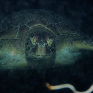 Vertébrés &raquo; Tortue marine &raquo; Chelonia mydas (tortue verte)