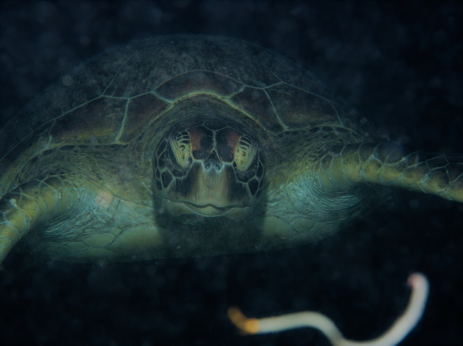 Chelonia mydas (tortue verte)