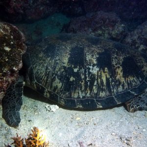 Vertébrés &raquo; Tortue marine &raquo; Chelonia mydas (tortue verte)