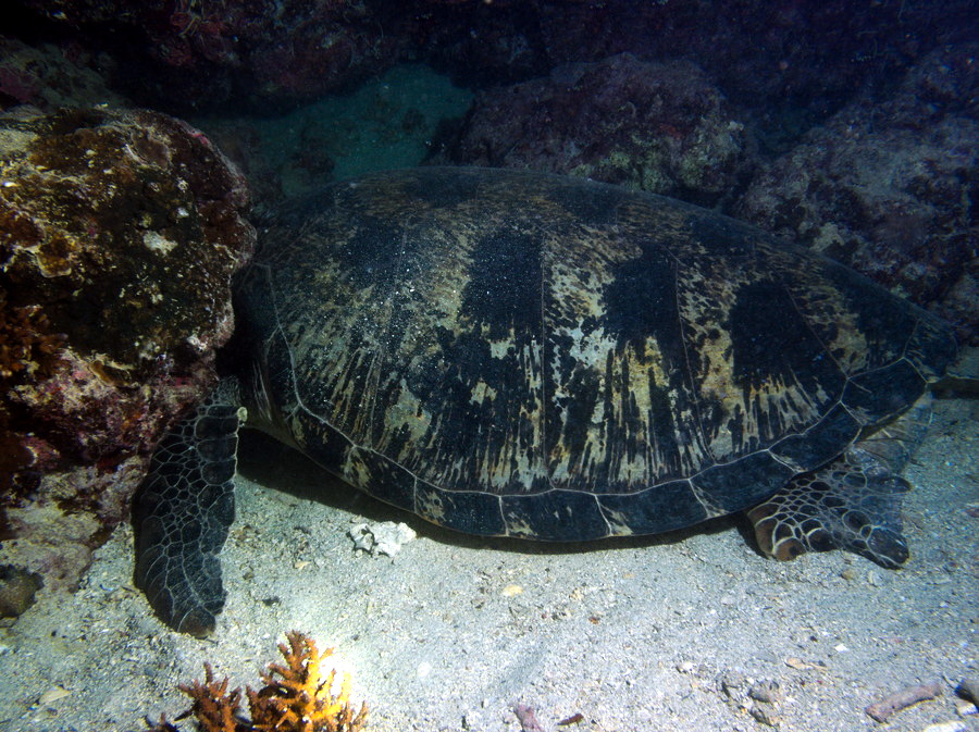 Chelonia mydas (tortue verte)