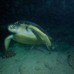 Vertébrés &raquo; Tortue marine &raquo; Chelonia mydas (tortue verte)