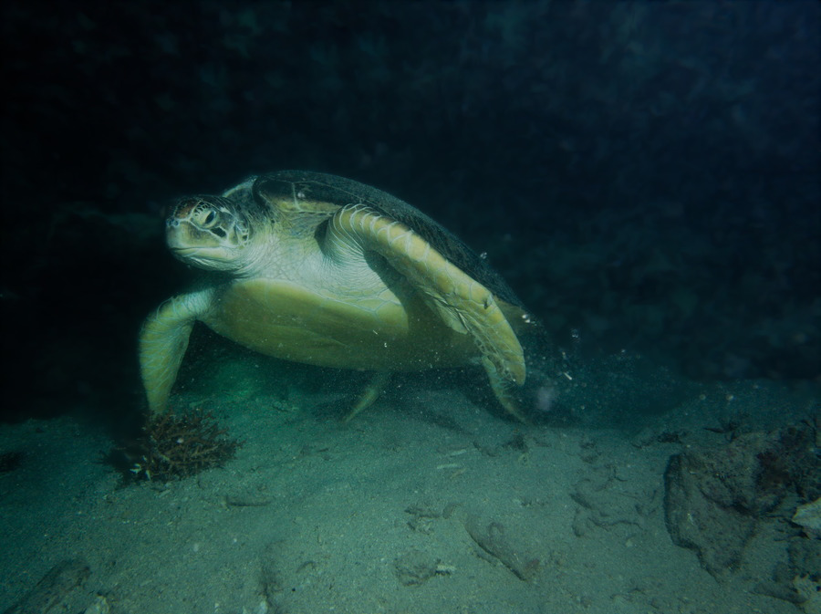 Chelonia mydas (tortue verte)