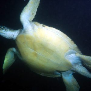 Vertébrés &raquo; Tortue marine &raquo; Chelonia mydas (tortue verte)