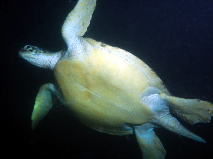 Chelonia mydas (tortue verte)