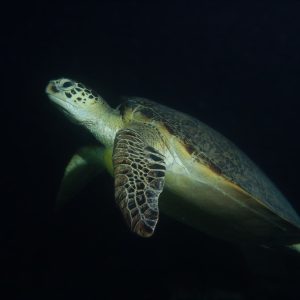 Vertébrés &raquo; Tortue marine &raquo; Chelonia mydas (tortue verte)
