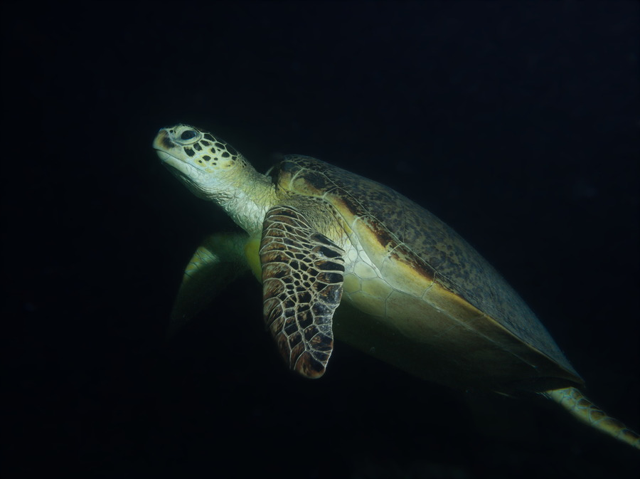 Chelonia mydas (tortue verte)