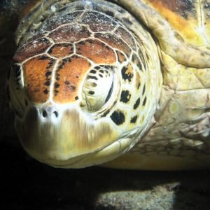 Vertébrés &raquo; Tortue marine &raquo; Chelonia mydas (tortue verte)