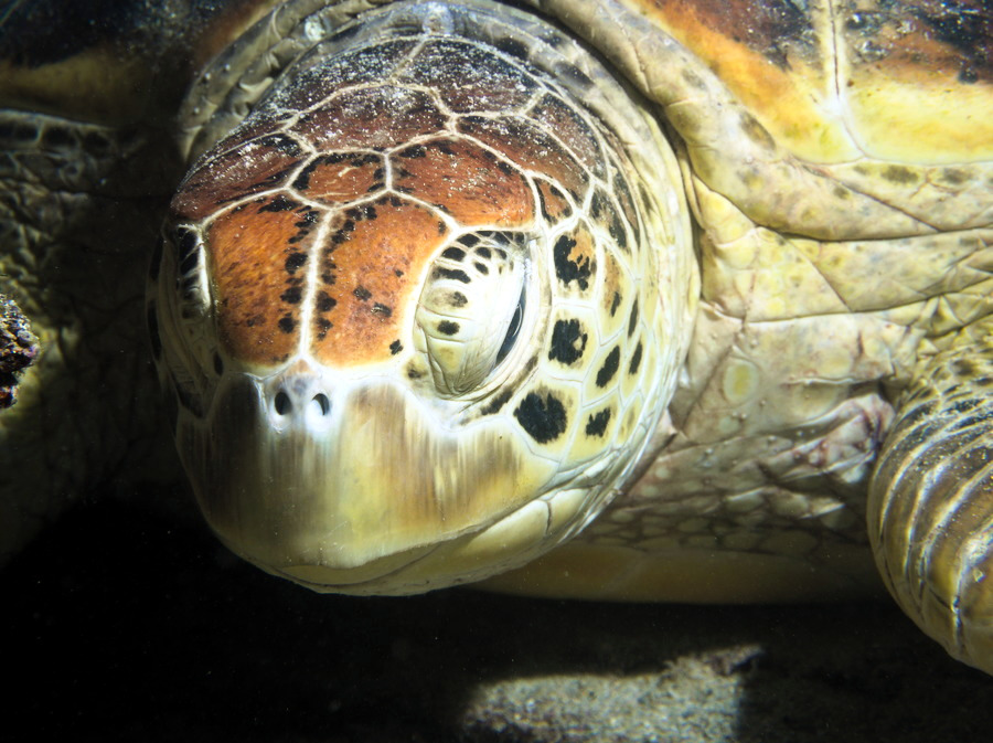 Chelonia mydas (tortue verte)