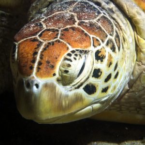 Vertébrés &raquo; Tortue marine &raquo; Chelonia mydas (tortue verte)