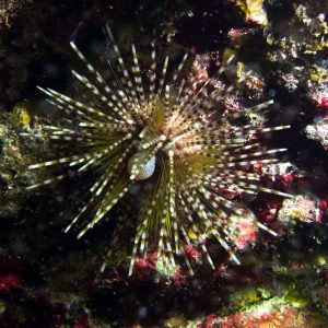Vertébrés &raquo; Poissons osseux &raquo; Loche