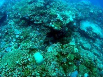 Plongée le 26 février 2017 à l’îlot Ténia