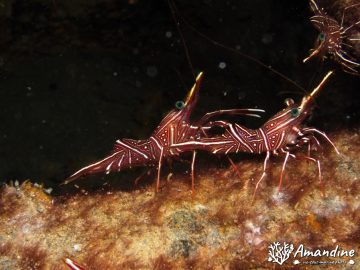 Plongée sur le Humboldt le 1er mai 2023