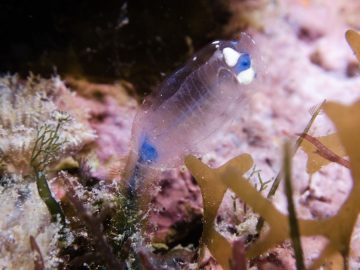 Plongée le 22 janvier 2021 à la Côte Blanche à Nouméa