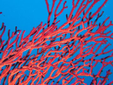 Plongée le 22 février 2020 sur le récif près de Sea Horse