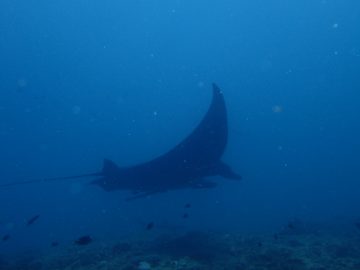 Plongée le 17 mars 2018 à Manta Point – Passe de Boulari