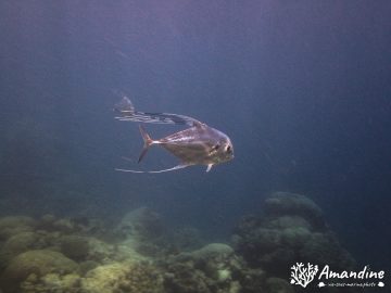 Plongée à Bourail Aquarium le 6 juin 2022