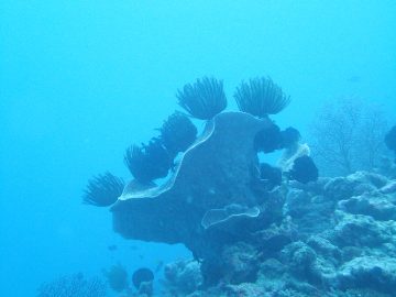 Plongée le 15 juin 2019 à l’îlot Nouaré à Yaté