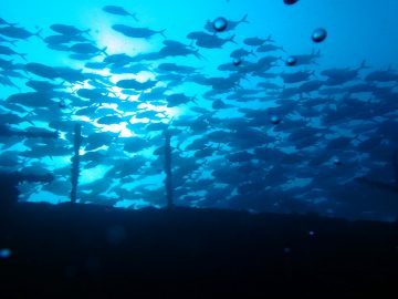 Plongée le 22 juillet 2017 sur l’Épave du Toho II en face du Méridien à Nouméa