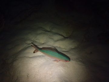 Plongée de nuit le 2 août 2018 à la forêt de Snark vers la passe de Boulari