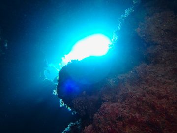 Plongée le 19 août 2019 à Nu-Trehle à Lifou