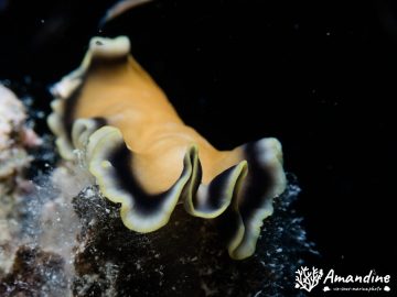 Plongée de nuit au bord de l’ilot Koko dans le lagon sud le 24 août 2021