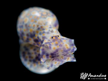 Plongée sur la Basse Calédonienne Nudi Point le 13 novembre 2021