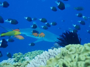 Plongée le 21 novembre 2020 au Jardin d’Eden à l’Île des Pins